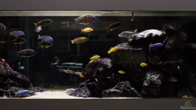 Aquarium Becken 13672 von Ralf Bauer (10)