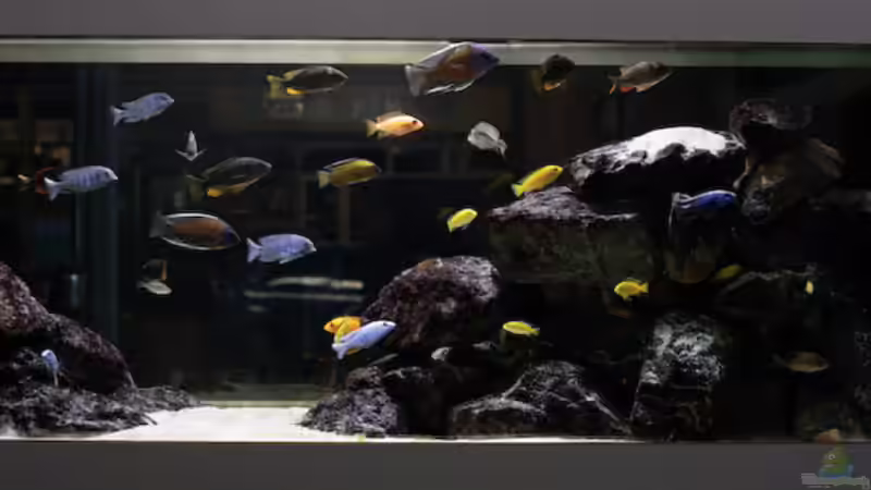 Aquarium Becken 13672 von Ralf Bauer (11)