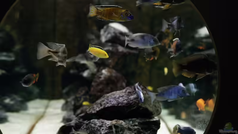 Aquarium Becken 13672 von Ralf Bauer (12)