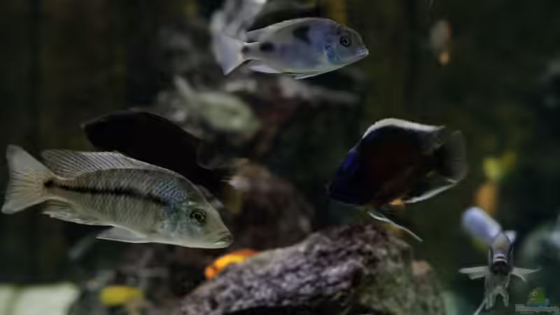 Aquarium Becken 13672 von Ralf Bauer (13)