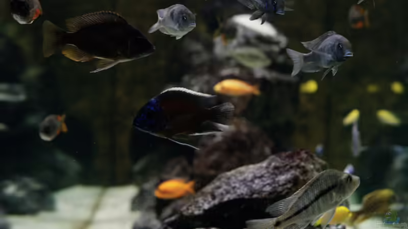 Aquarium Becken 13672 von Ralf Bauer (14)