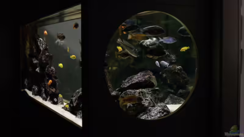 Aquarium Becken 13672 von Ralf Bauer (16)