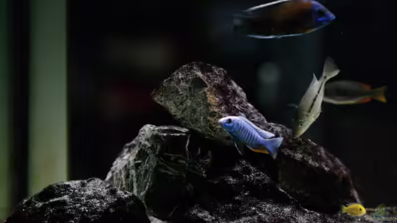 Aquarium Becken 13672 von Ralf Bauer (8)