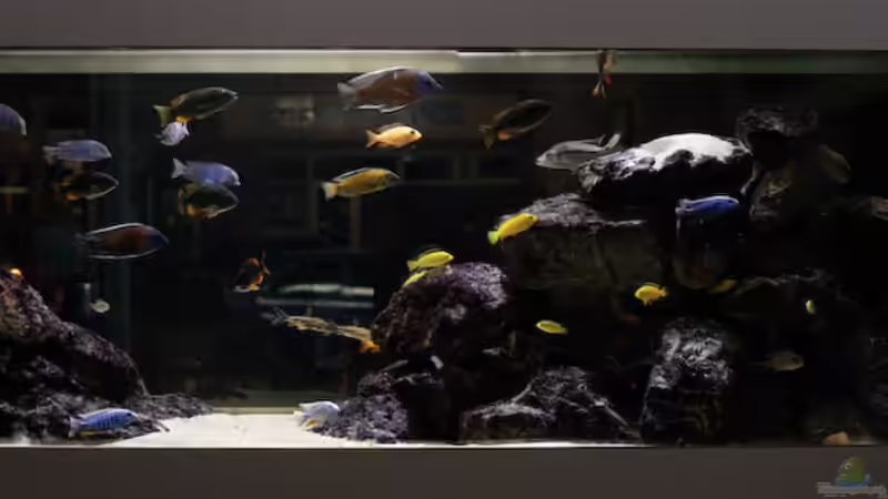 Aquarium Becken 13672 von Ralf Bauer (9)