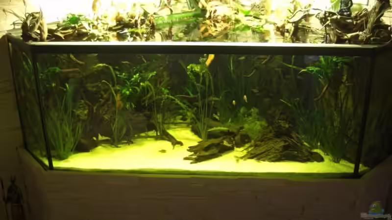 Aquarium Becken 13693 von Erich Beer (2)