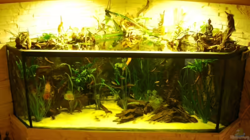 Aquarium Becken 13693 von Erich Beer (3)