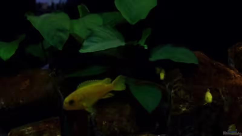 Aquarium Becken 13694 von Moin (10)