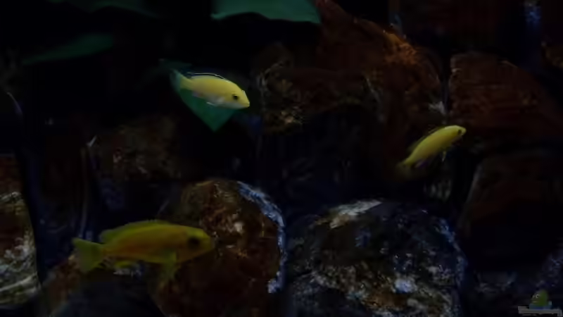 Aquarium Becken 13694 von Moin (11)