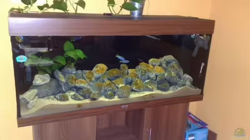 Aquarium Becken 13694 von Moin (3)