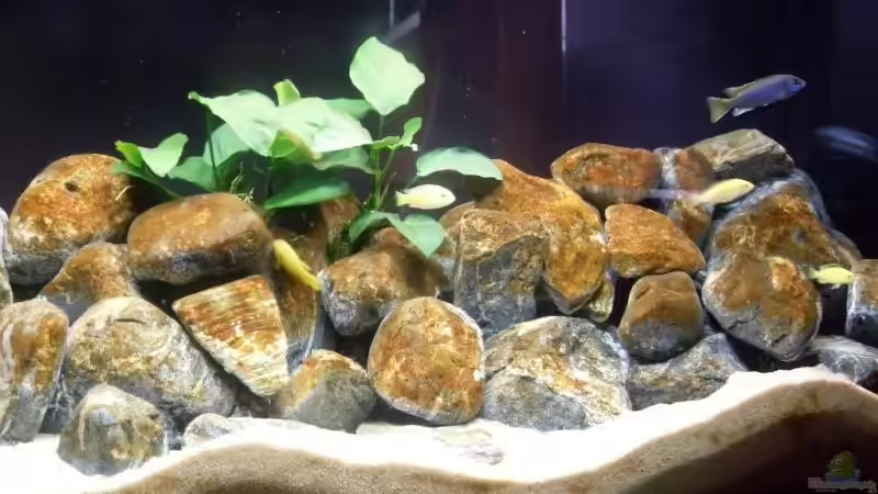 Aquarium Becken 13694 von Moin (8)