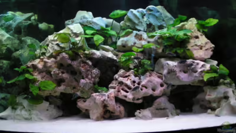 Aquarium Becken 1370 von Evelyn Kowarsch (2)