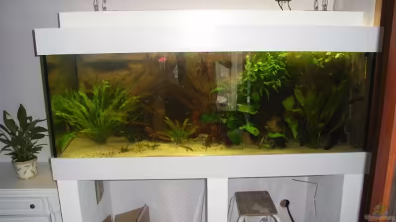 Aquarium Becken 13702 von Markus Huber (5)