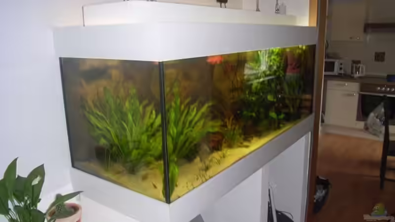 Aquarium Becken 13702 von Markus Huber (6)