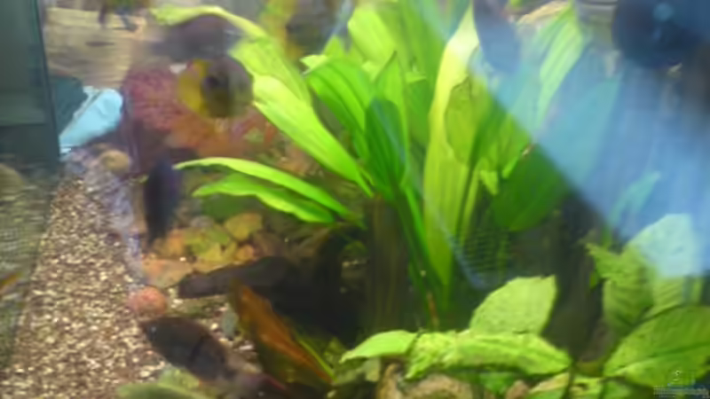 Aquarium Becken 13725 von Michael Blum (2)