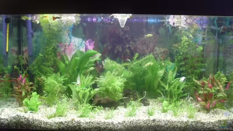 Aquarium Becken 13761 von Viva los tioz (2)