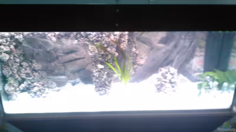 Aquarium Becken 13770 von Andy O. (10)