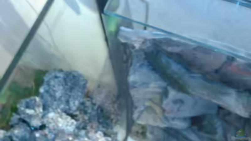 Aquarium Becken 13770 von Andy O. (5)