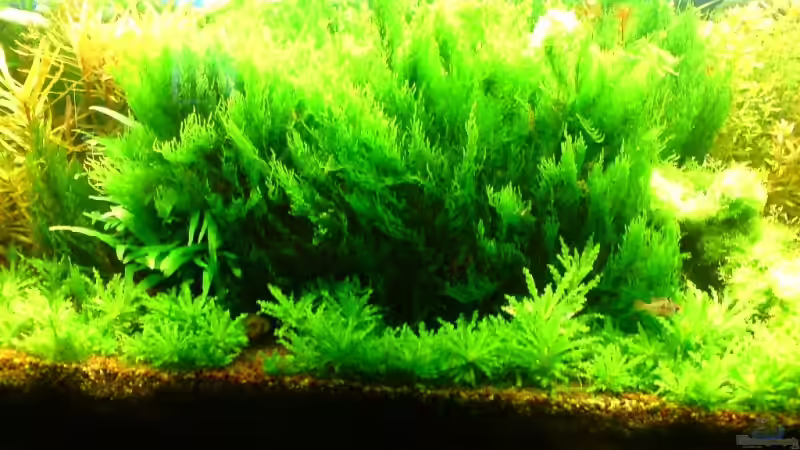 Aquarium Becken 13777 von Katzenmutti (2)