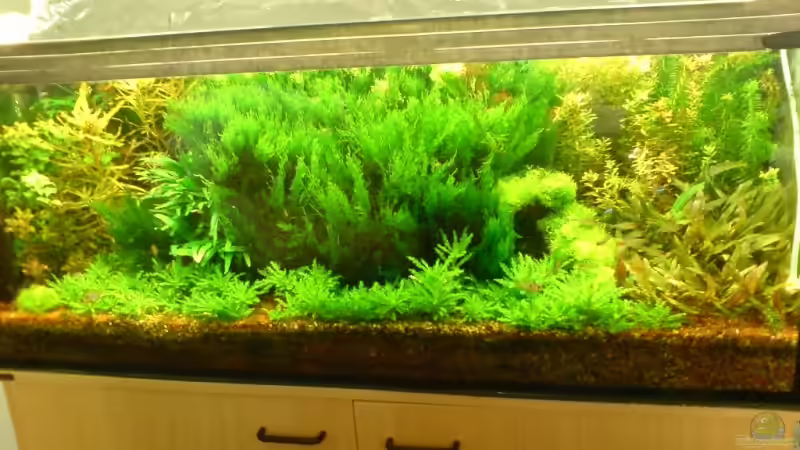 Aquarium Becken 13777 von Katzenmutti (3)