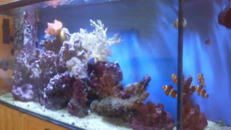 Aquarium Becken 13788 von O.K. (4)