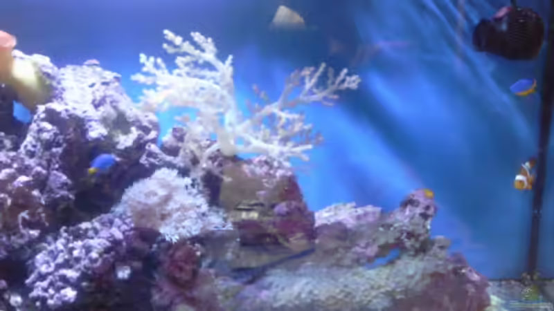 Aquarium Becken 13788 von O.K. (6)