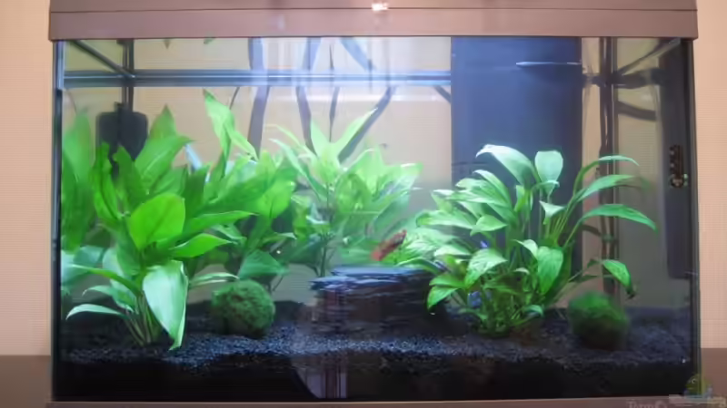 Aquarium Becken 13819 von Tatjana Befus (2)