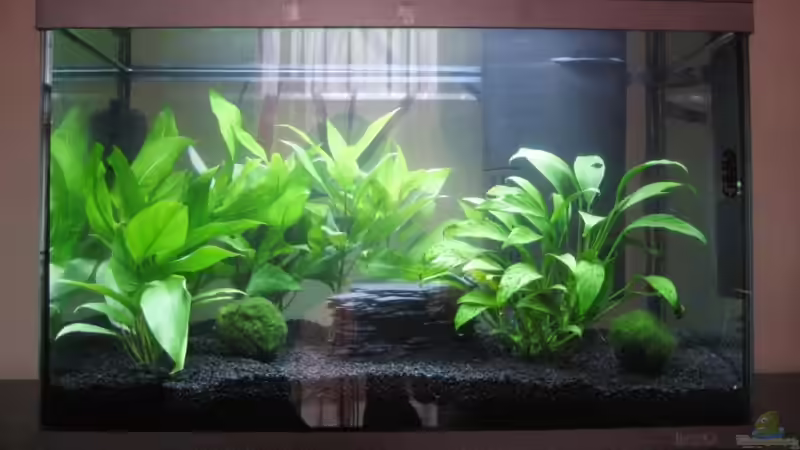 Aquarium Becken 13819 von Tatjana Befus (3)