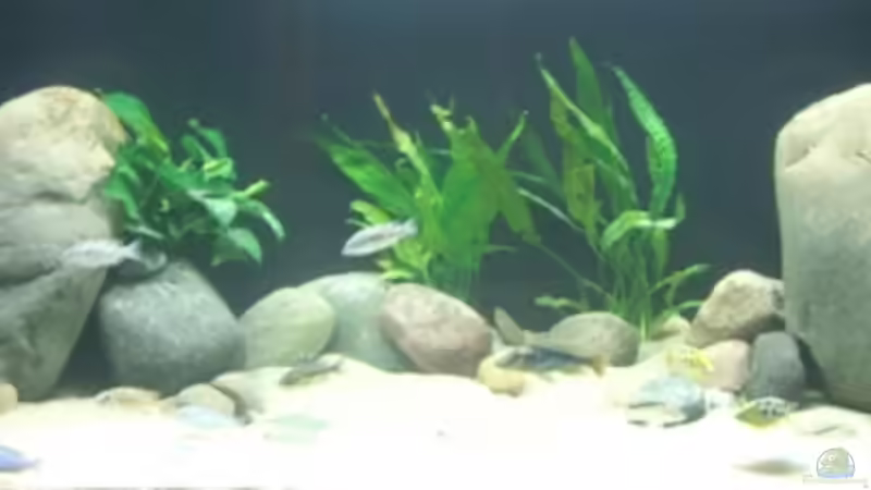 Aquarium Becken 13826 von Dominik Steigewald (7)