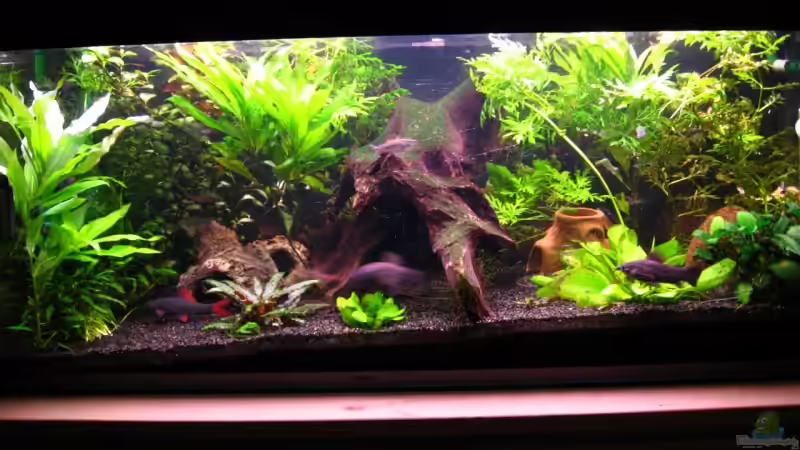 Aquarium Becken 13833 von SirPaddy (2)