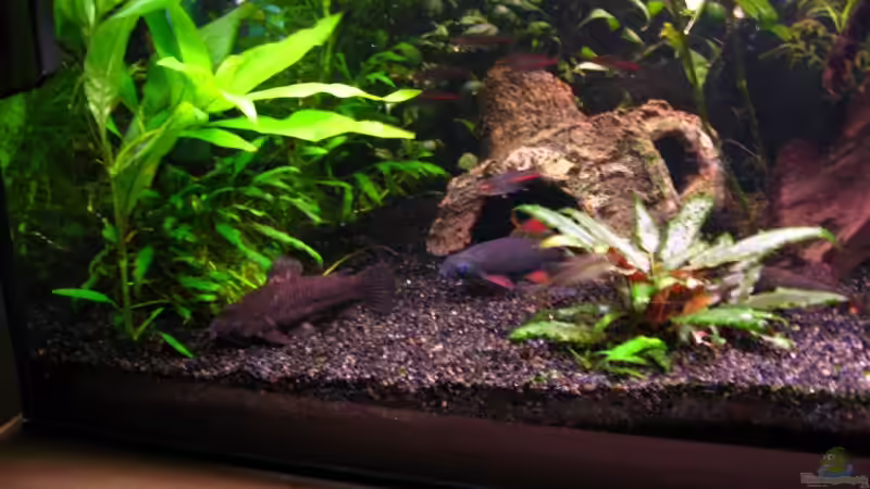 Aquarium Becken 13833 von SirPaddy (3)