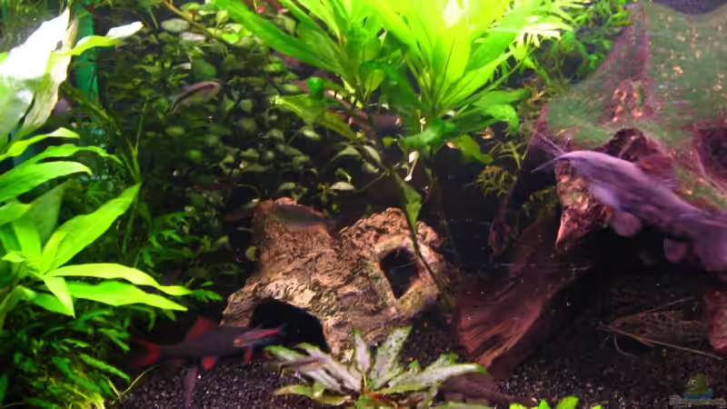 Aquarium Becken 13833 von SirPaddy (5)