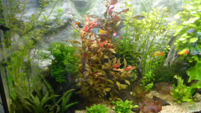 Aquarium Becken 1387 von Mario Jungnitsch (2)