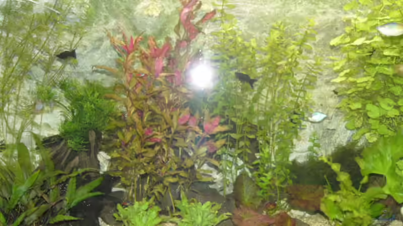 Aquarium Becken 1387 von Mario Jungnitsch (6)