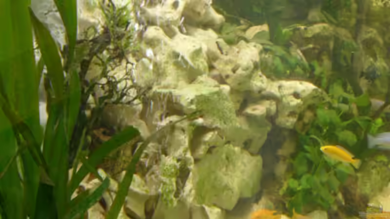 Aquarium Becken 1388 von Mario Jungnitsch (3) (13)