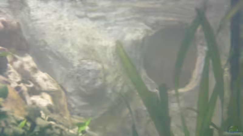 Aquarium Becken 1388 von Mario Jungnitsch (4)