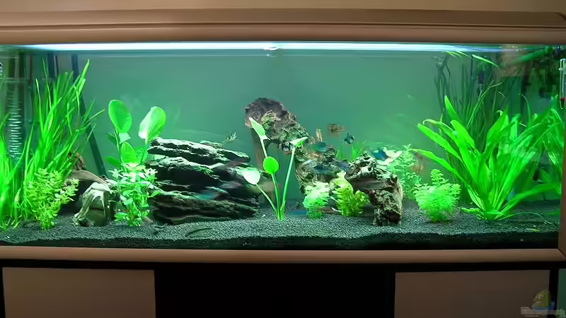 Aquarium Becken 1389 von Carsten Ziß (4)