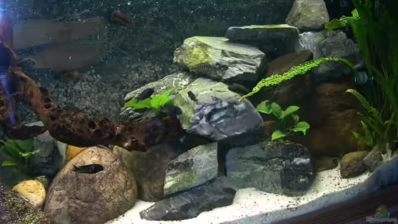 Aquarium Becken 139 von Falko Golembieski (2)