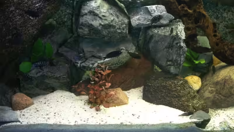 Aquarium Becken 139 von Falko Golembieski (3)