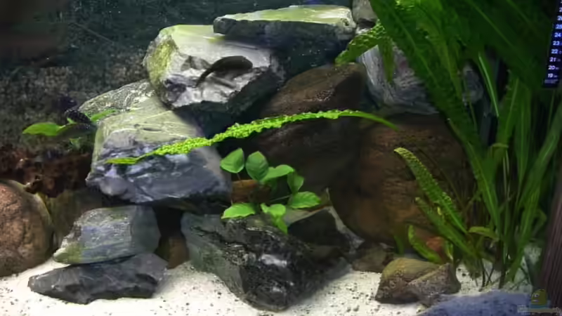 Aquarium Becken 139 von Falko Golembieski (4)