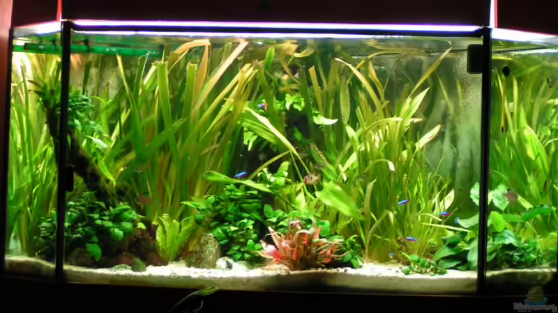 Aquarium Becken 13906  Nur noch als Beispiel! von Vito (2)