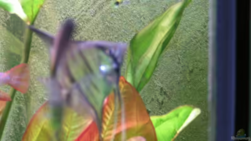 Aquarium Becken 13906  Nur noch als Beispiel! von Vito (8)