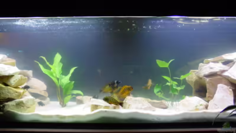 Aquarium Becken 1395 von Dirk Kratochvill (2)