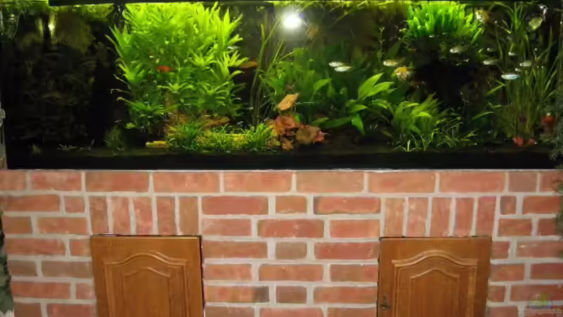 Aquarium Becken 1399 von Rita Abe (4)