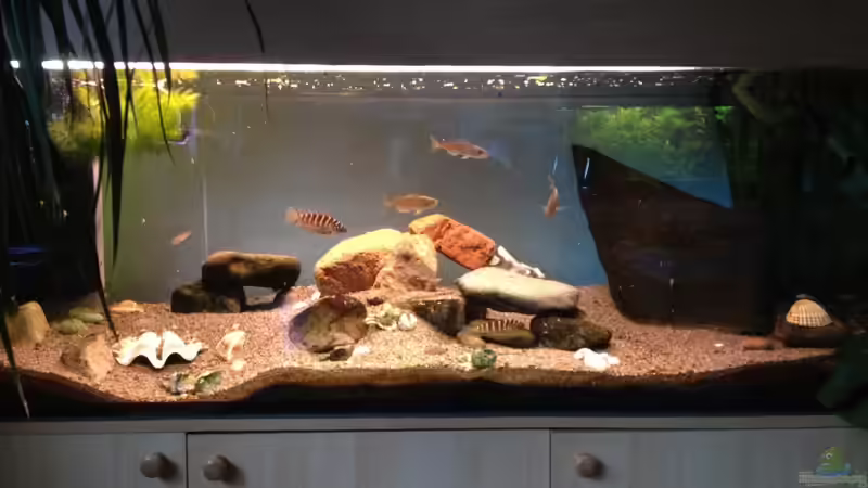 Aquarium Becken 13999 von Kate Anon (2)