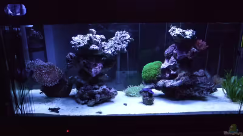 Aquarium Becken 14005 von Salzeritis (2)