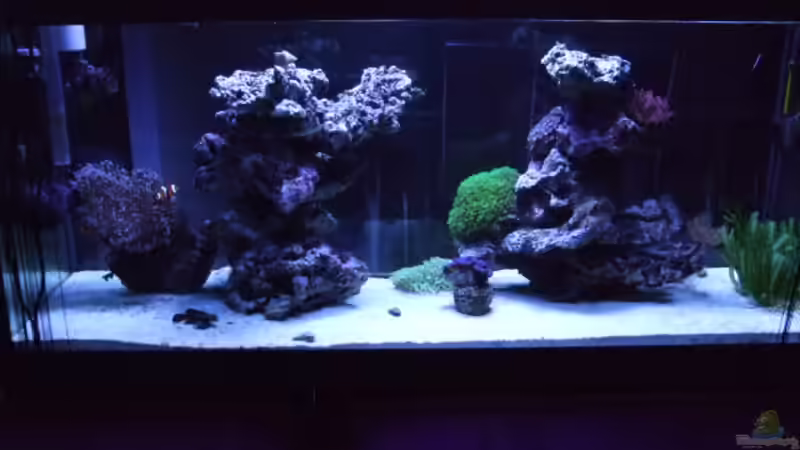 Aquarium Becken 14005 von Salzeritis (3)