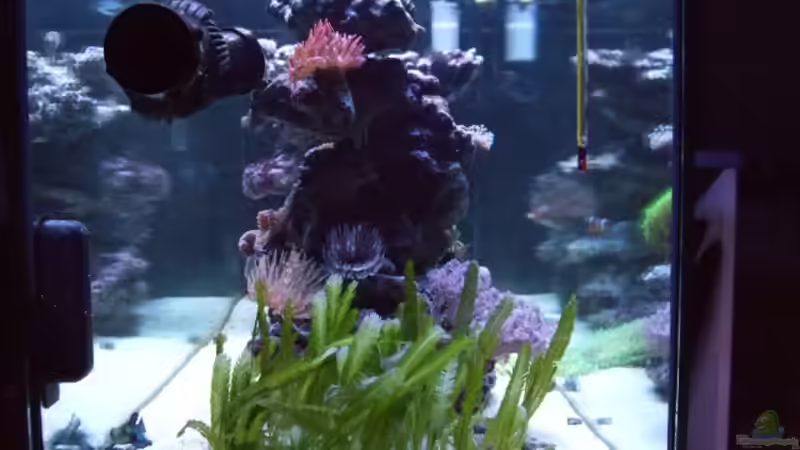 Aquarium Becken 14005 von Salzeritis (4)