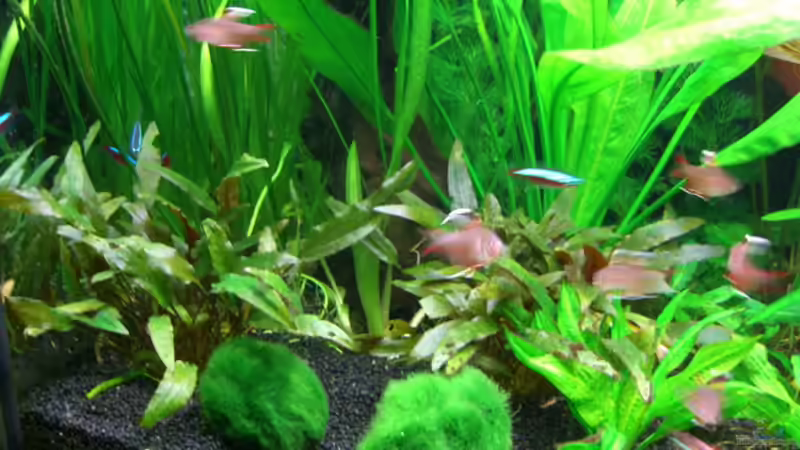 Aquarium Becken 14031 von Xonic (2)