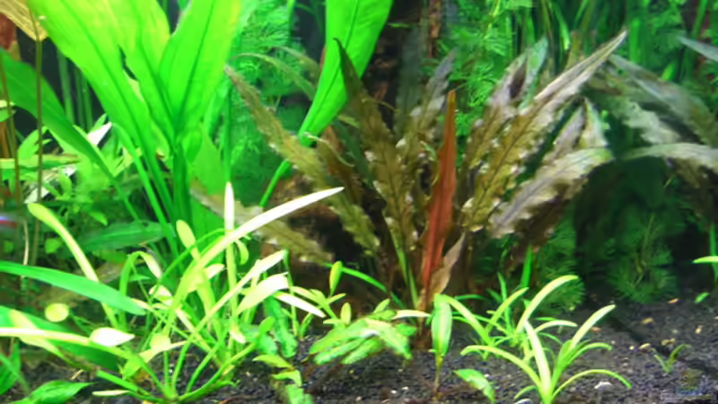 Aquarium Becken 14031 von Xonic (3)