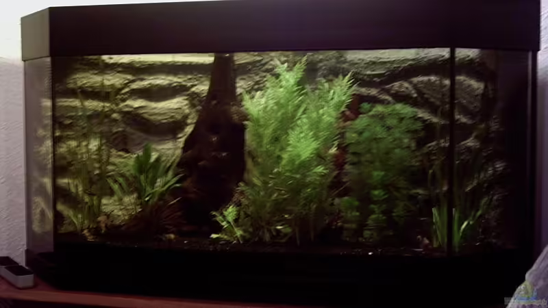 Aquarium Becken 1404 von Dietmar Schneider (3)